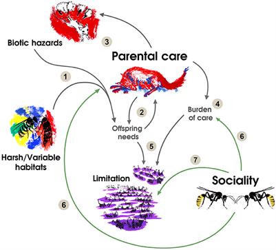 Catalyzing Transitions to Sociality: Ecology Builds on Parental Care